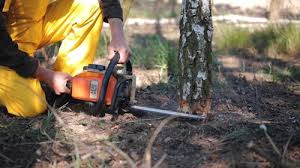 Best Lawn Pest Prevention  in Solomons, MD