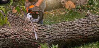 Best Lawn Renovation and Restoration  in Solomons, MD