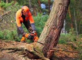 How Our Tree Care Process Works  in  Solomons, MD
