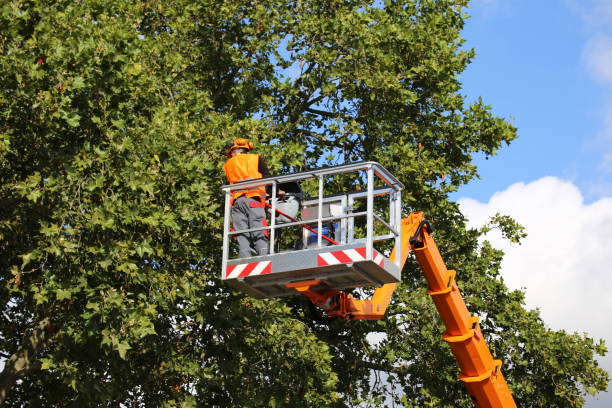 Lawn Maintenance Plans in Solomons, MD
