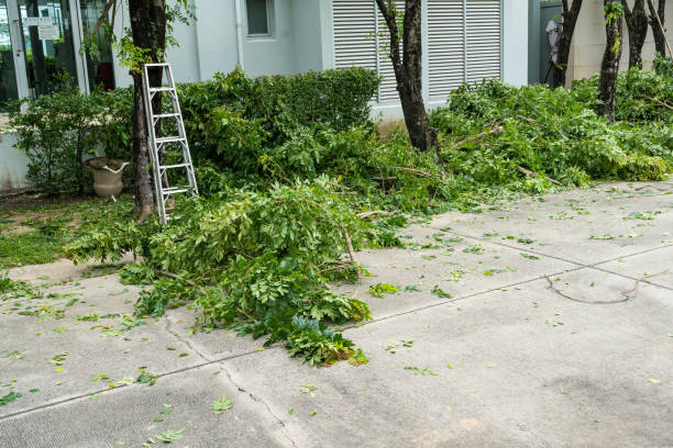 Best Root Management and Removal  in Solomons, MD