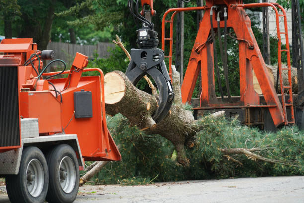 Best Seasonal Cleanup (Spring/Fall)  in Solomons, MD