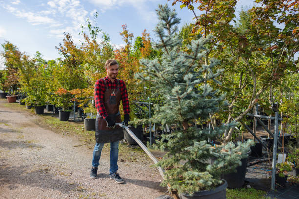 Best Tree Health Inspection  in Solomons, MD