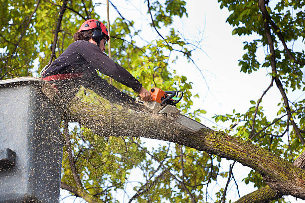 Best Hedge Trimming  in Solomons, MD