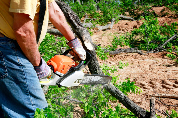  Solomons, MD Tree Removal Pros